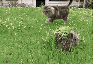 Dünya'yı Ele Geçirmeye Çalışan 11 Kedi 4